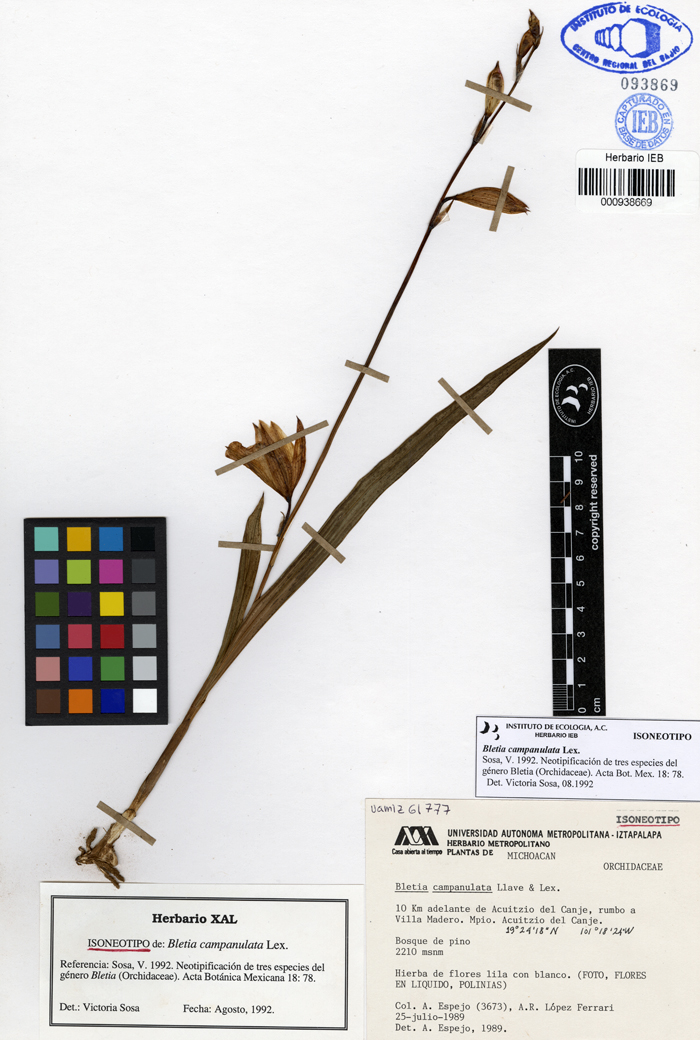 Bletia campanulata
